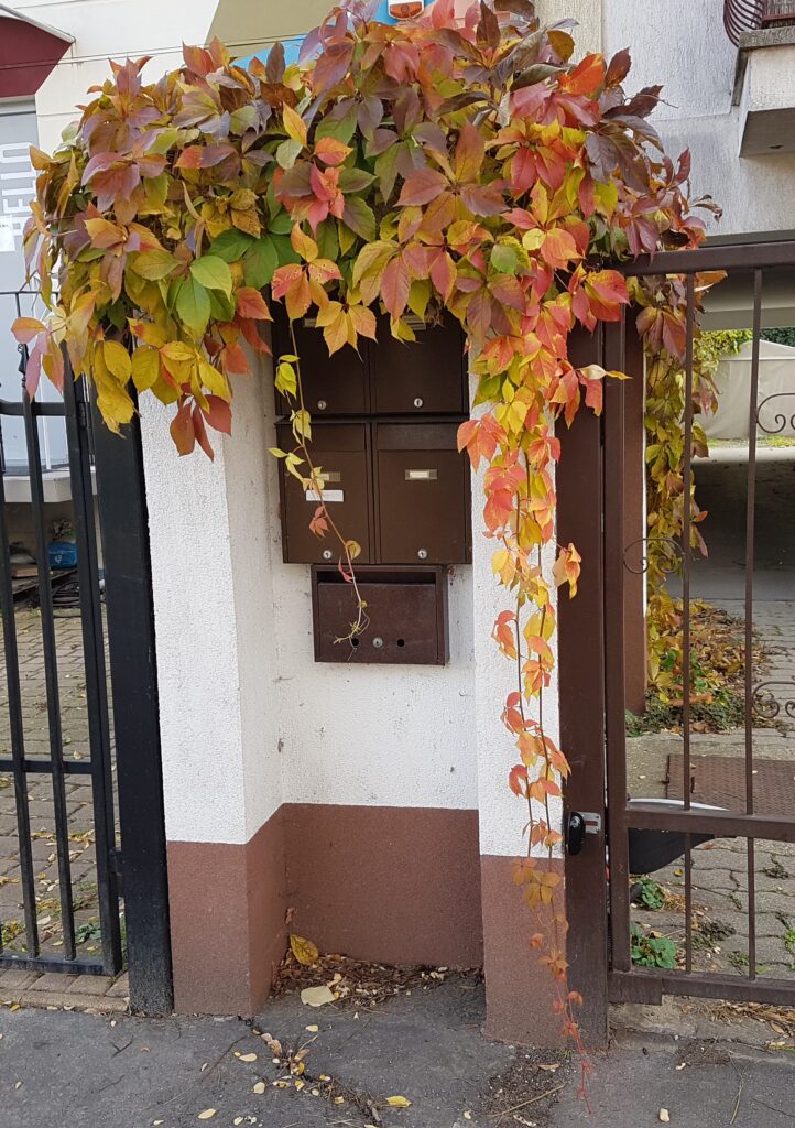 Kassai utca