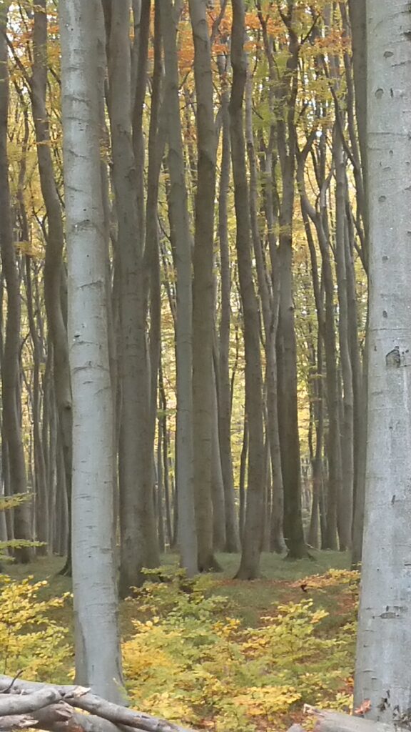 Keresd a pandát.