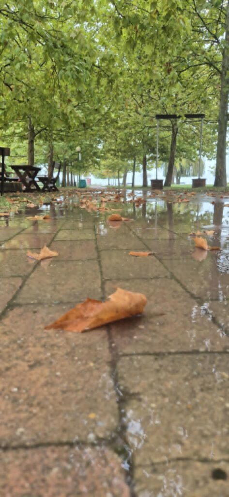 autumn leaves
