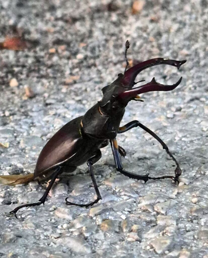 Harcikutya....