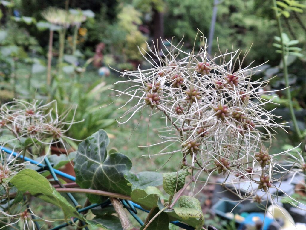 bozontka