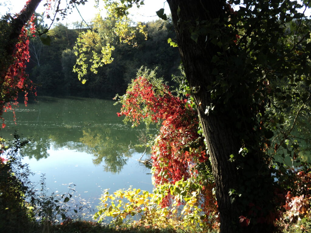 Őszelő