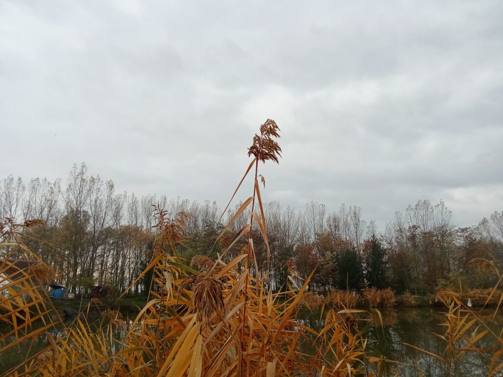 Nád a házam teteje...