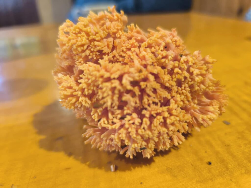 Korallgomba