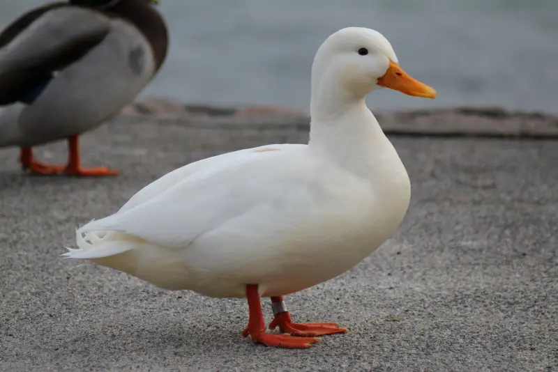 Háp